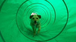 Kona in the tunnel